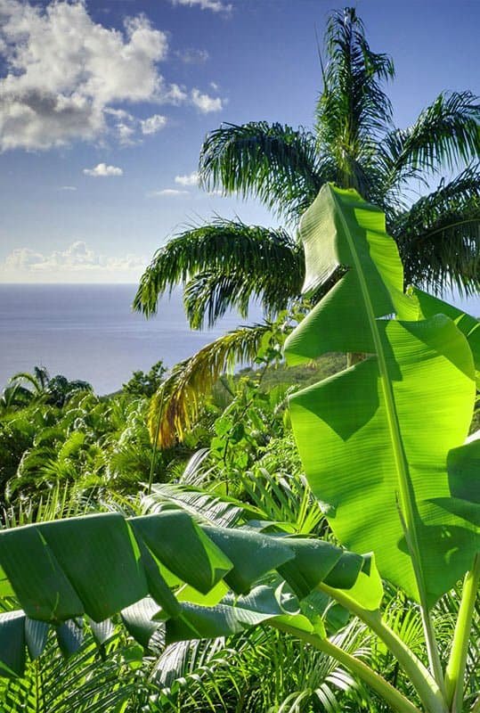 Palmiers tropicaux luxuriants sur fond d’océan à Guadeloupe, vue verdoyante et ensoleillée, parfait pour une villa de vacances avec piscine.