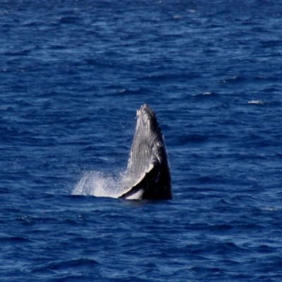 Cétacés Guadeloupe - Baleine à Bosse