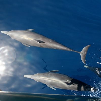 Cétacés Guadeloupe - Dauphins