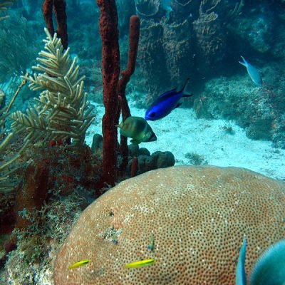 Plongée Guadeloupe -récifs coralliens