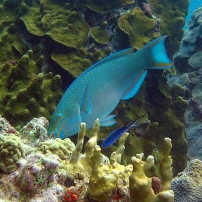 Plongée Guadeloupe -Poisson tropical