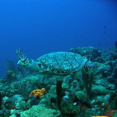 Plongée Guadeloupe -Tortue marine